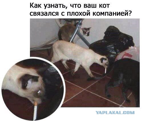 Кот принес домой пакетик с марихуаной