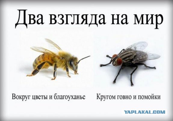 Девки дерутся,парни снимают