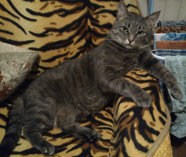 Котовторник