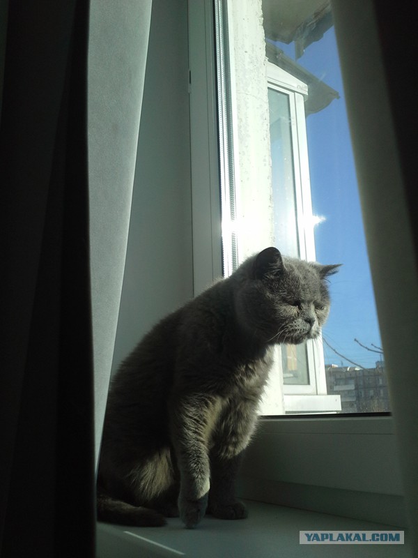 Котовторник 31.03.2015