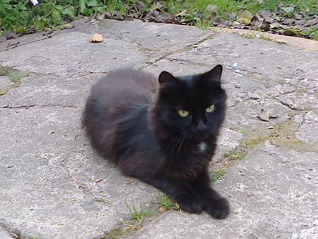 Котовторник   02.06.2015