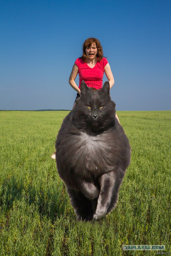 Одна минута из жизни моих котов