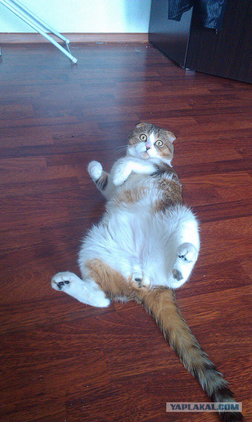 Котики