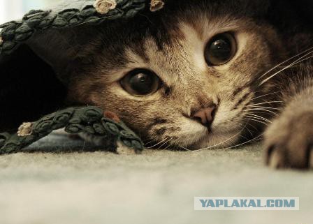 Котовторник