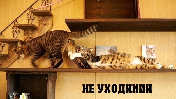 Картинки и демотиваторы
