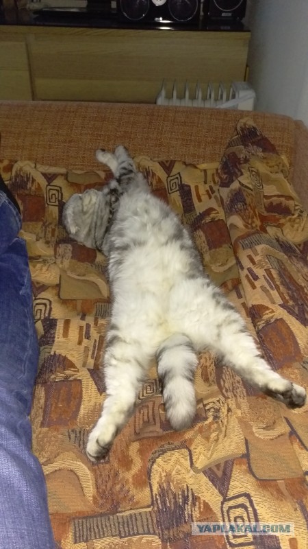 Новогодний котовторник,05.01.16.