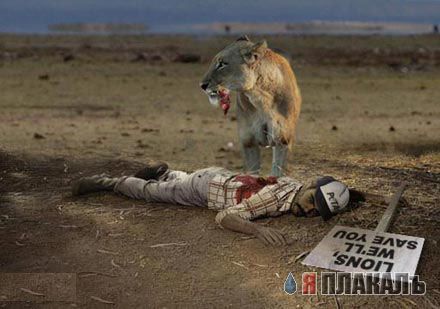 ДИКИЕ КОШКИ