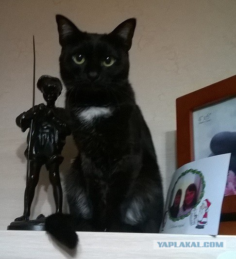 Котовторник