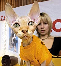 Кошки и Собаки - большая подборка