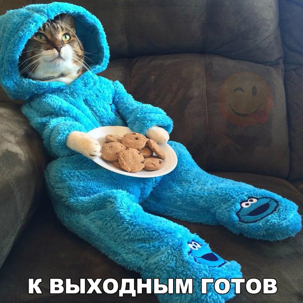 Мой кот, мои правила!