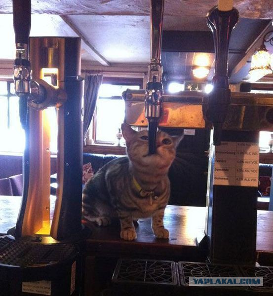 10 способов, которыми нас обманывают бармены