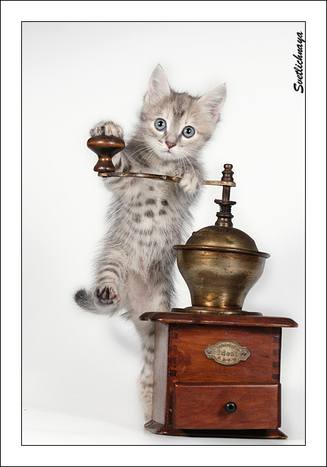 Коты, кошки, котята