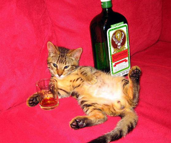 Котовторник!