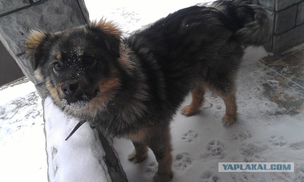 Собакочетверг или как я завел барбосов!