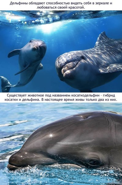 Божьи твари