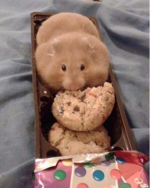 Божьи твари