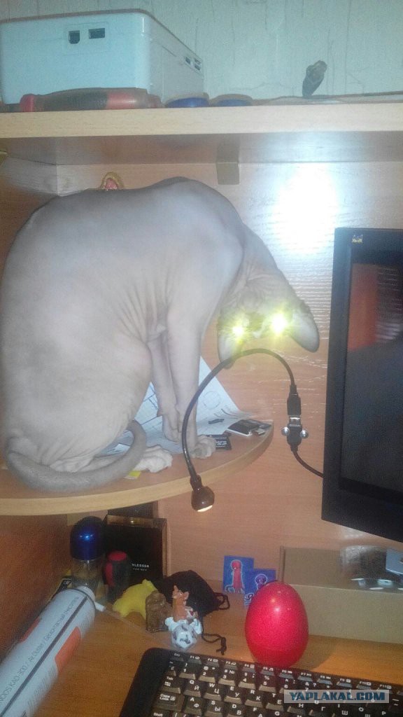 Ваши фотки котов на телефон