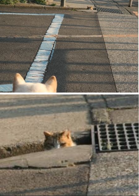 Котопрятки