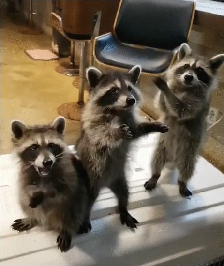 Яповцы, оновогоживайтесь!