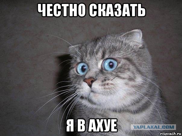 Россиян обяжут регистрировать домашних питомцев под угрозой штрафов