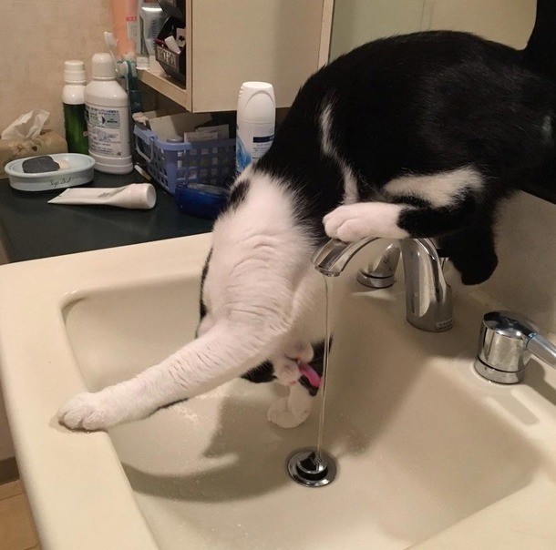 Коты из сети