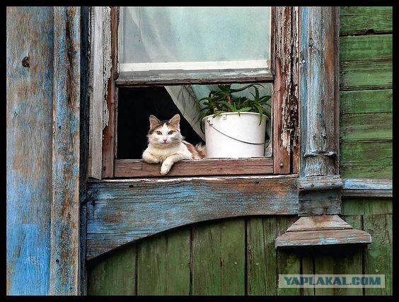 Котовторник 11/04/2017