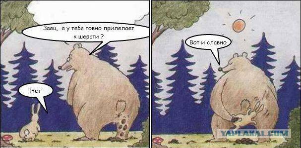 Медведь метко "отбомбился" с дерева