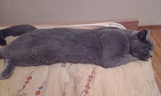 Котовторник!