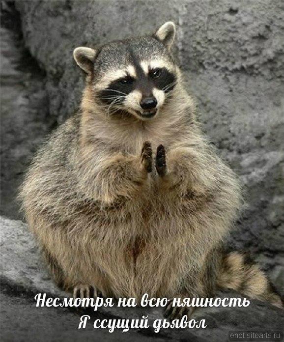 Рысь не ожидала, что еноты могут быть очень воинственными
