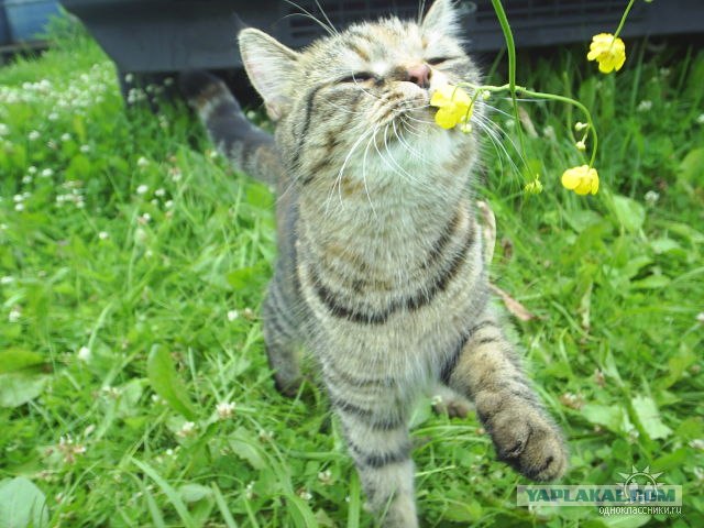 Уррааа! Котомет на ЯПлакалъ.