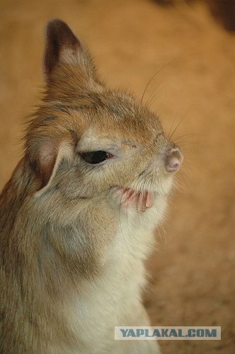 Капский долгоног