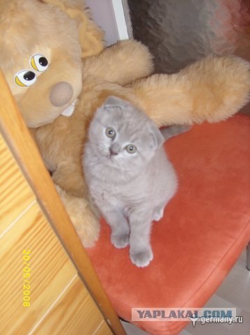 Котовторник на ферме (65 фот)