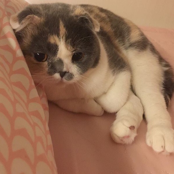 Немного милоты