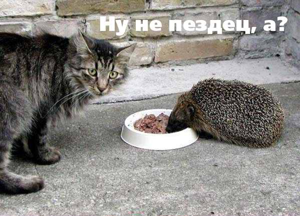 А ты поделился с Ежиком?!