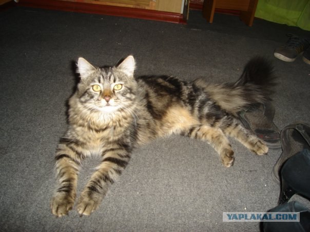 Котовторник - С праздником, котоводы!