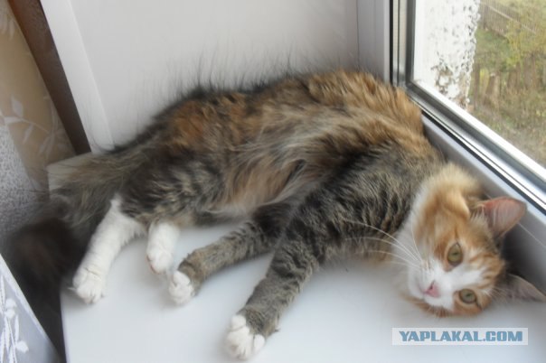 Начинаем котовторник!