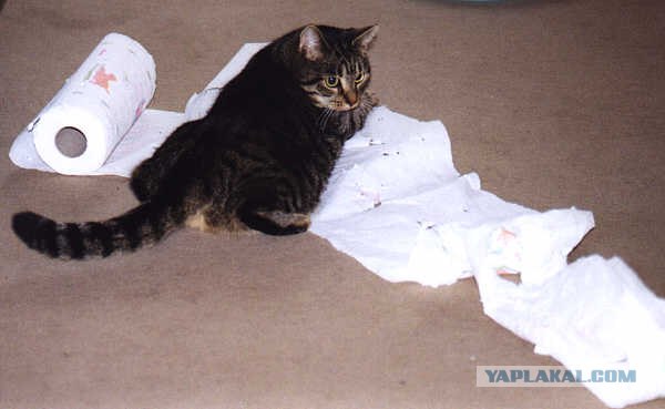 Котовторник (начало в супермаркете!)