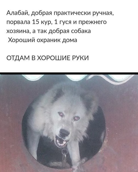 Не очень адекватный юмор