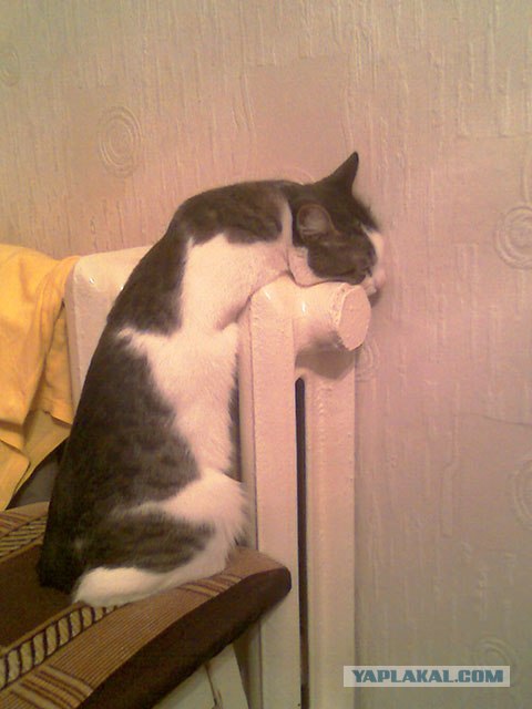 Котовторник (07.02.2012)