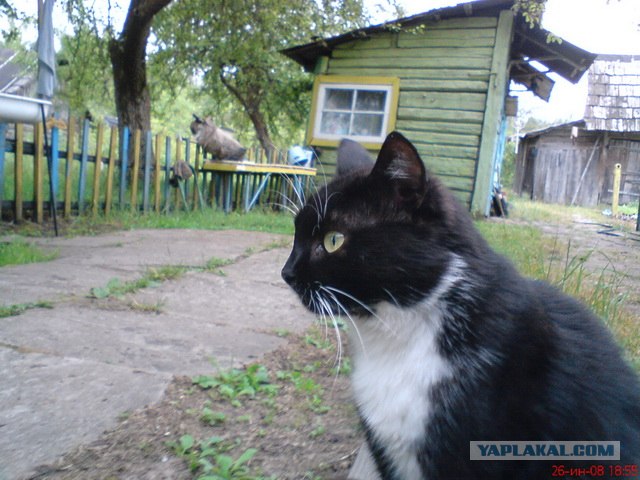 Котовторник 24.04.2012