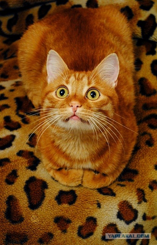 Котовторник 29.05.2012