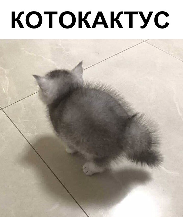 12915390.jpg