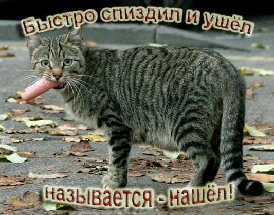 Мы маленькие котики, нам хочется гулять!