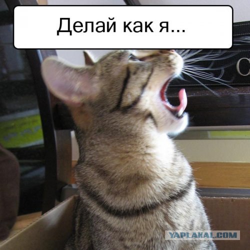 Спорим, зевнешь?))) (28 фото)