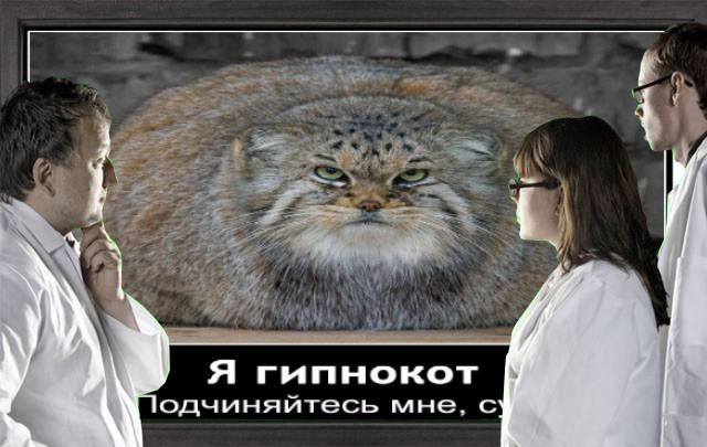 Фотожаба: Что увидели врачи?