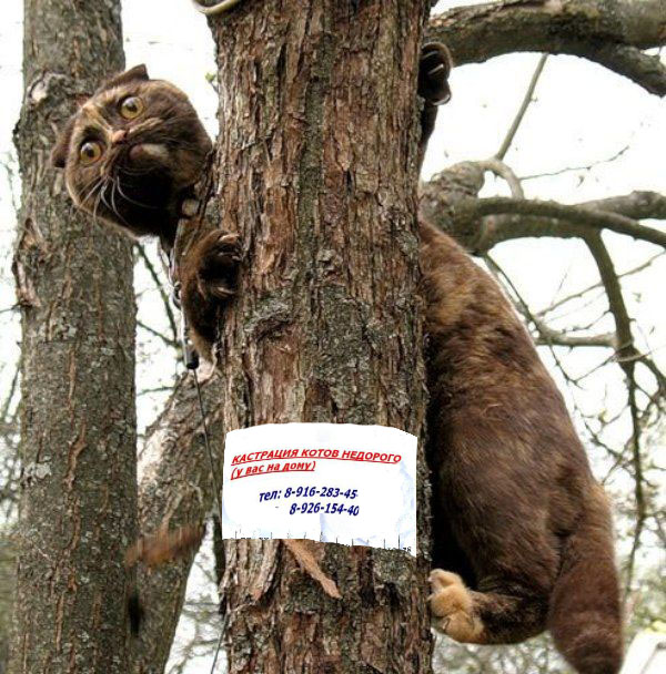 Фотожаба: Знатный Зверюга
