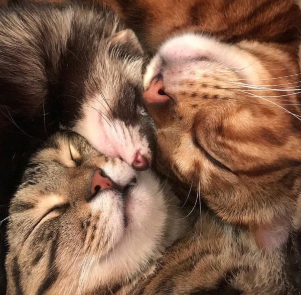 Калейдоскоп картинок