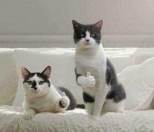 Москвичка напала с ножом на будущего свекра за то, что он выкинул ее кота