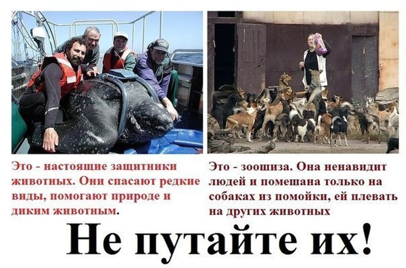 Фото Убивают Животных