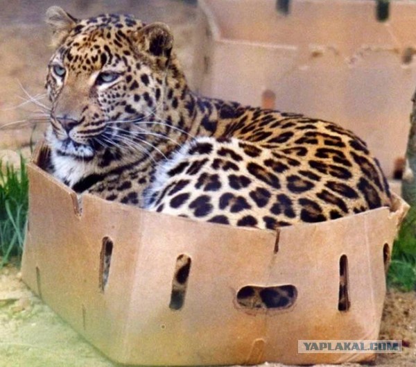 Кот и коробка